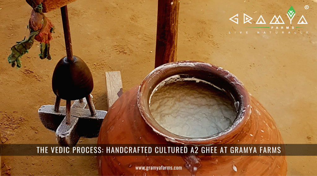The Vedic Process: Handcrafted Cultured A2 Ghee at Gramya Farms